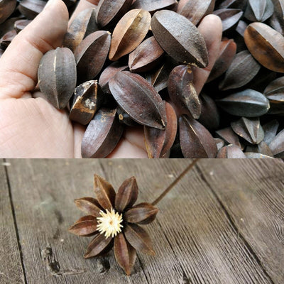 5PCS/bag New Natural dried flowers Quisqualis home Christmas supplies decor DIY garland Handmade flowers accessories